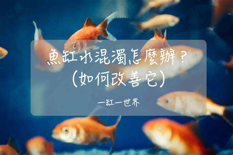 空魚缸怎麼辦